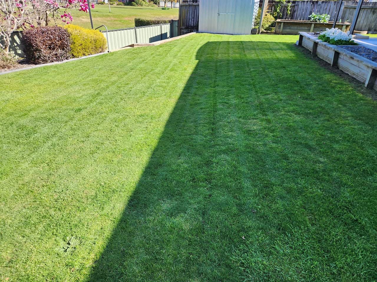 Striped lawn mowing result in a Te Awamutu garden