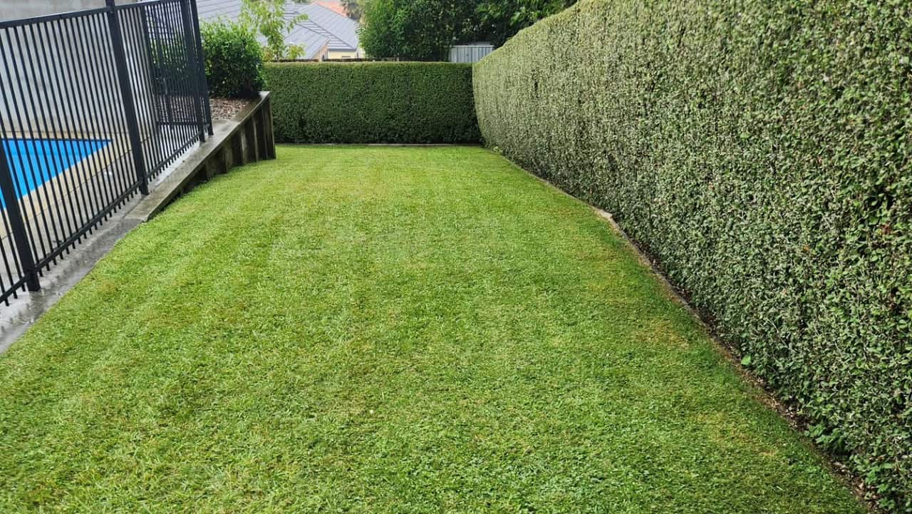 Neatly trimmed hedge alongside a striped lawn in Kihikihi